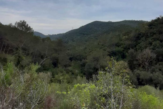 campanya per prevenir incendis als boscos metropolitans