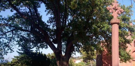 ERC defensa protegir els arbres monumentals de Bruguers