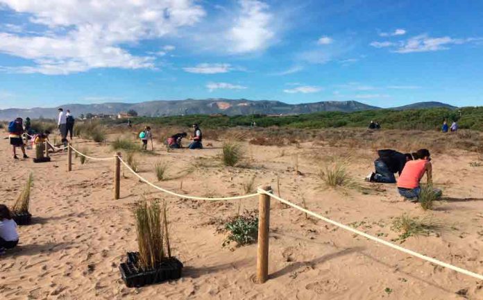 dunes-211022 Jornada de plantació a les dunes a Gavà 2022
