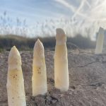 Uns dels primers espàrrecs de la temporada a Gavà