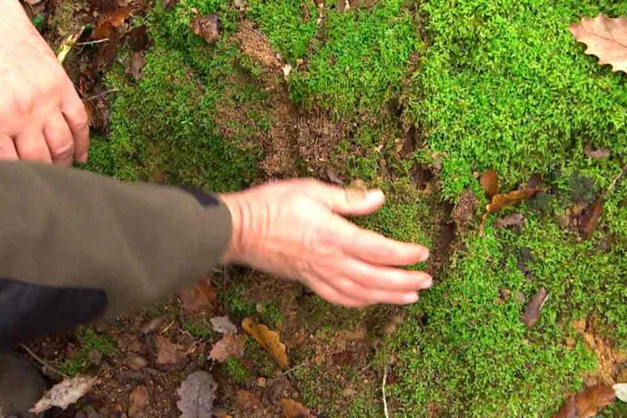 consells per gaudir del Nadal amb respecte per la natura