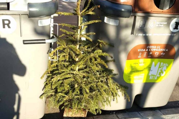 Presec recull els arbres de Nadal