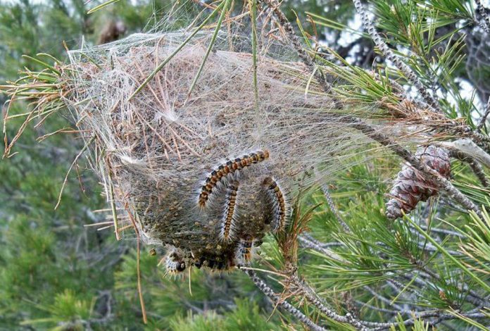 Tancat el correcan del Parc del Mil·lenni per la presència d'erugues