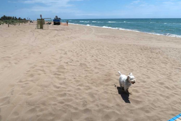 platja-gossos-180624 La platja de gossos oberta a Gavà