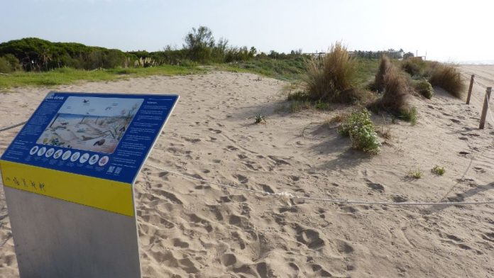 dunes 1 biodiversitat