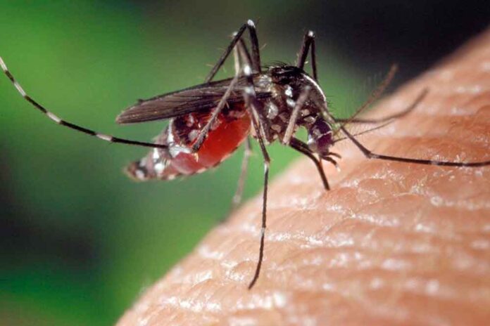 485.000 euros per al Servei de Control de Mosquits del Baix Llobregat