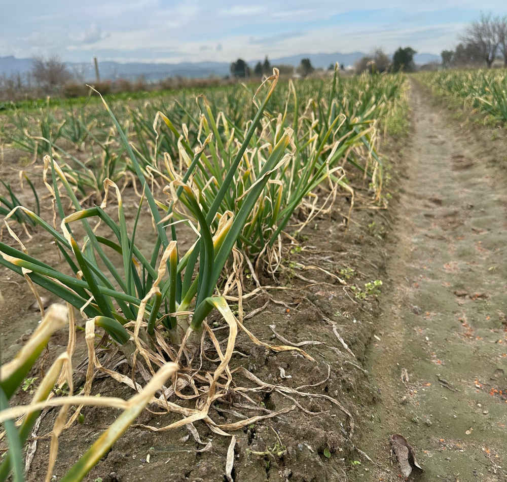 calçots