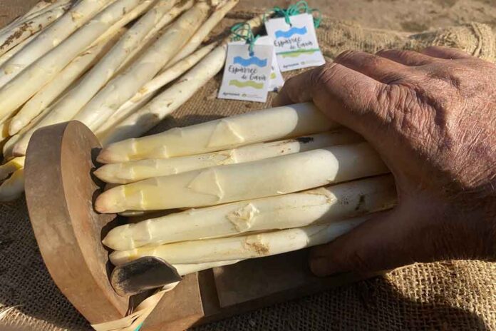 Gavà a la Regió Mundial de la Gastronomia 2025