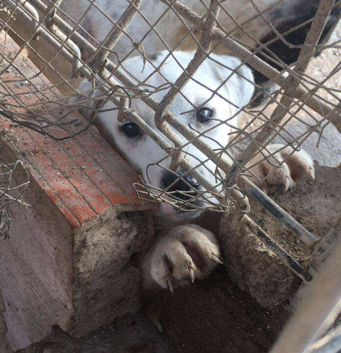 adopció