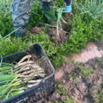 Agafant calçots de camps amb molta aigua