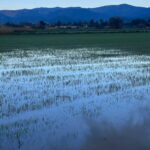 Així han quedat alguns dels camps gavanencs després de les pluges
