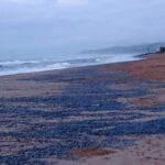 barquetes-1-100324