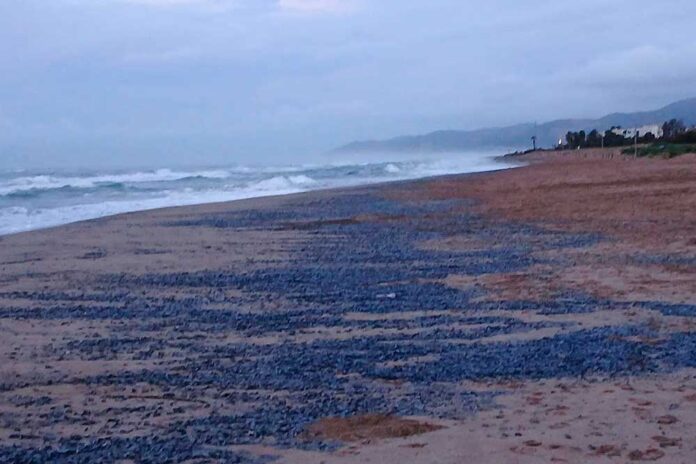Milers de barquetes de Sant Pere arriben a la platja