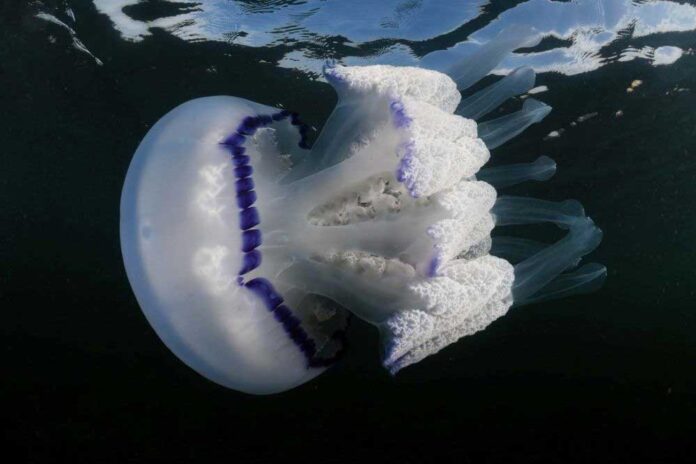 Taller sobre el coneixement de les meduses a la Jugatecambiental