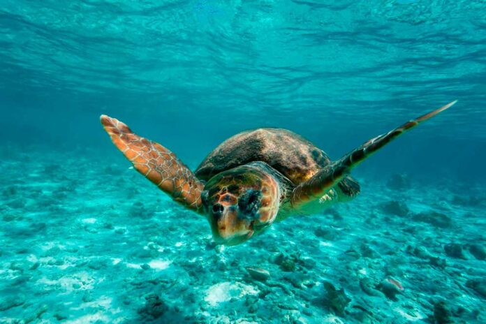 tortuga-280325