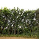 roureda-torrent-can-quatre-2025