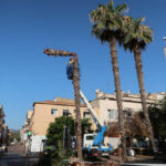 Un moment de la tala d’una de les palmeres de la plaça de la Pagesia