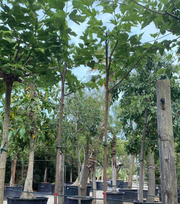 ACceDE planta un arbre