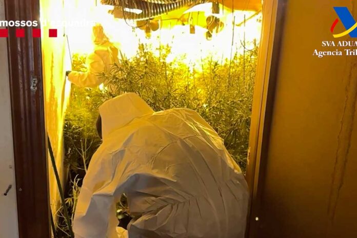 droga-070625 Intervenció a Gavà en el marc d’una macrooperació contra el narcotràfic