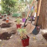plantada-2-090625