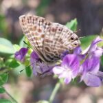 PAPALLONES-310725