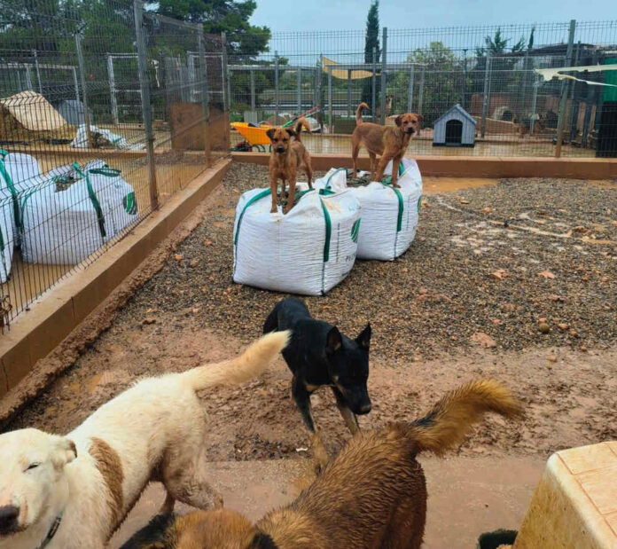 Aquests són alguns dels gossos sota la cura de la protectora SPAC SPAC