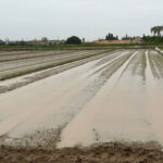 Un dels conreus gavanencs afectats per les darreres pluges