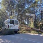 Arbre sobre furgo