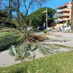 Palmera avinguda del Mar