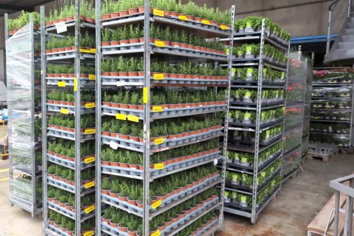 Gavà repartirà demà plantes entre la ciutadania