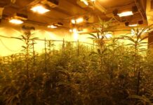 Requisades 733 plantes de marihuana en una finca a can Lloch
