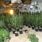 plantes-240726