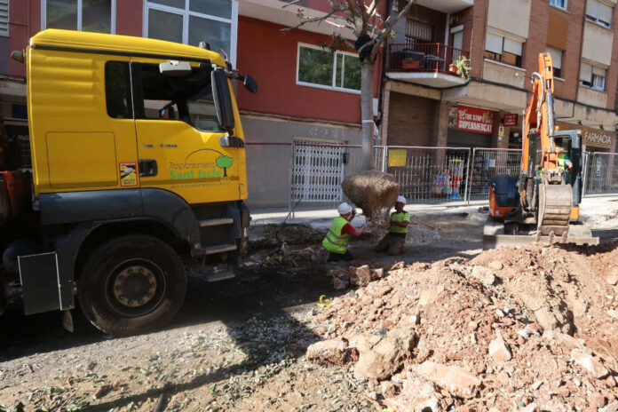 Operaris traient un dels arbres de l'avinguda Eramprunya, aquest matí
