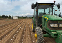 Gavà produirà aquesta temporada uns 5 milions de calçots calçots