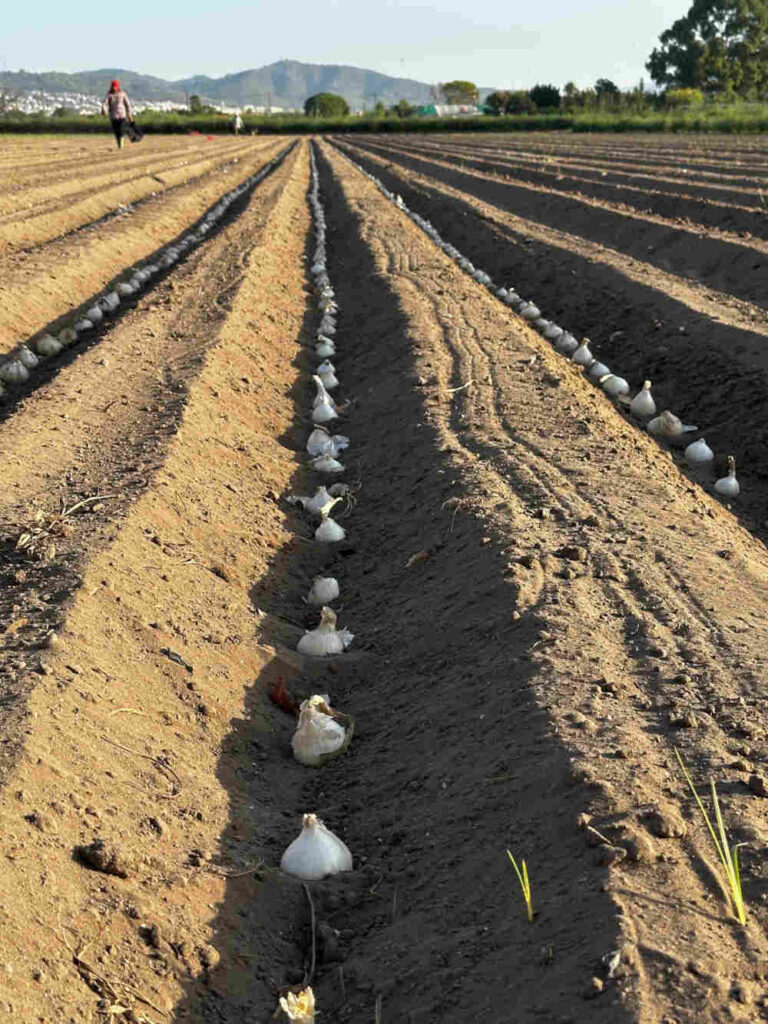 calçots