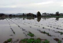 L’aiguat de dimarts nega de nou carrers i camps i provoca talls de llum