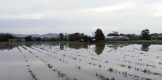 L’aiguat de dimarts nega de nou carrers i camps i provoca talls de llum