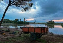 La pagesia de Gavà tem pèrdues pels aiguats La pagesia de Gavà tem pèrdues pels aiguats