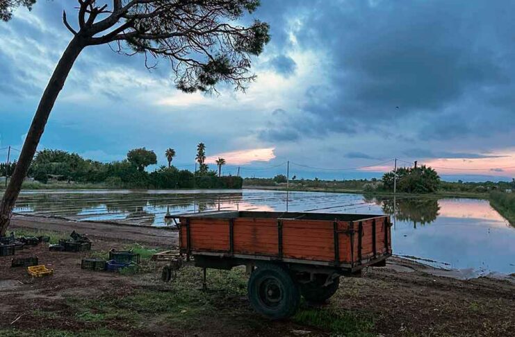 La pagesia de Gavà tem pèrdues pels aiguats La pagesia de Gavà tem pèrdues pels aiguats