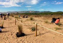 Descoberta dels espais dunars i plantació popular a la platja de Gavà Descoberta dels espais dunars