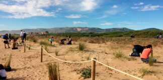 Descoberta dels espais dunars i plantació popular a la platja de Gavà Descoberta dels espais dunars