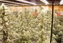 Els Mossos d’Esquadra desmantellen 656 plantes de marihuana en una casa a Gavà Els Mossos desmantellen 656 plantes de marihuana a Gavà