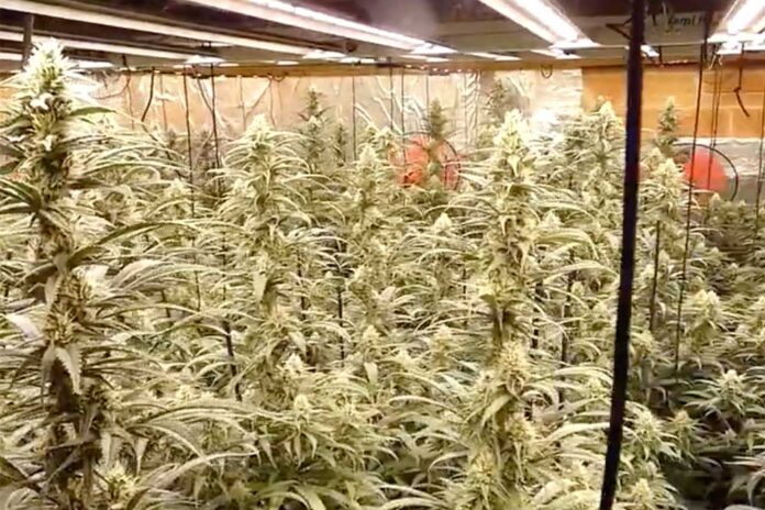 Els Mossos desmantellen 656 plantes de marihuana a Gavà